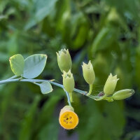 Tree Tobacco (Nicotiana glauca) seeds