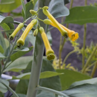 Tree Tobacco (Nicotiana glauca) seeds