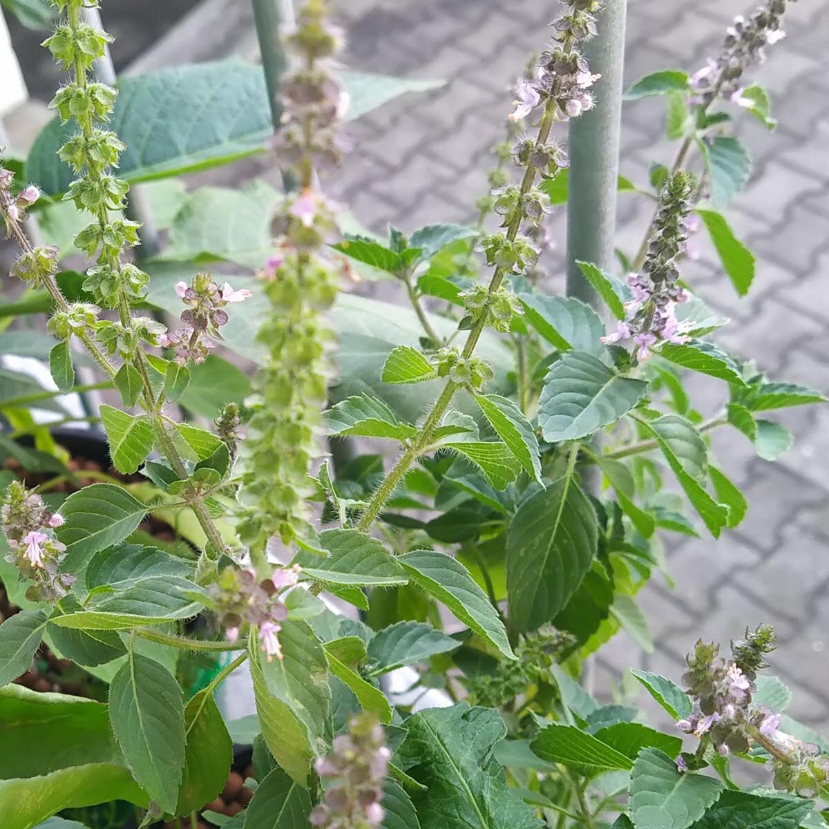 Wild Basil Ocimum canum seeds