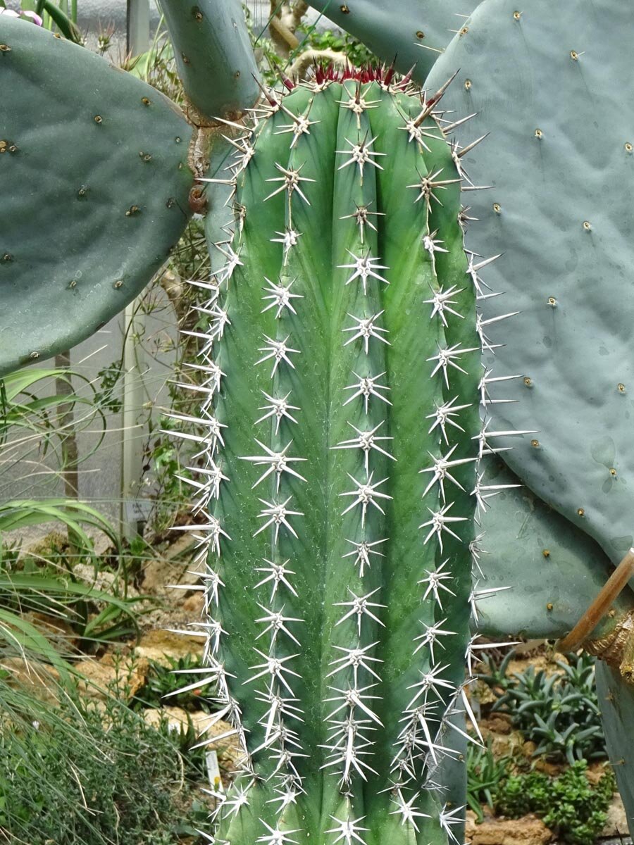 Pachycereus pecten-aboriginum 人気 和名:土人のくし柱