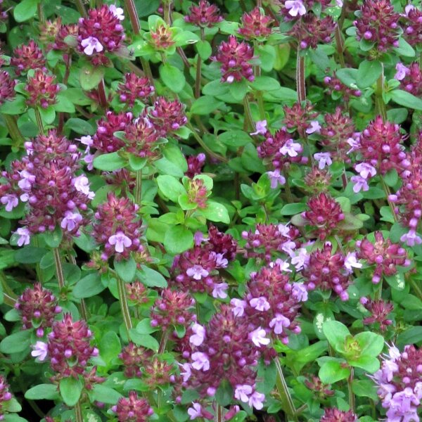 Broad-Leaved Thyme (Thymus pulegioides) seeds