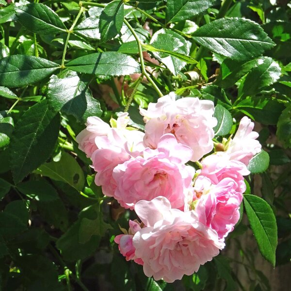 China Rose Angel Wings (Rosa chinensis) seeds