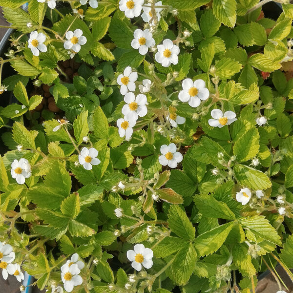 Musk Strawberry (Fragaria moschata) seeds