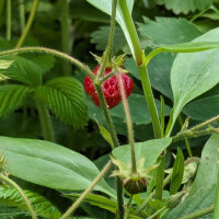 Musk Strawberry (Fragaria moschata) seeds
