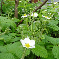 Musk Strawberry (Fragaria moschata) seeds