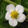 Musk Strawberry (Fragaria moschata) seeds