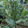 Broccolo Fiolaro (Brassica oleracea var. Italica) organic