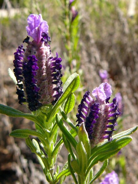 Lavender (Lavandula angustifolia)