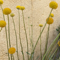 Drumstick / Billy Buttons (Craspedia globosa) seeds