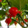 Chilli Pepper Biquinho (Capsicum chinense) seeds