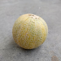 Honeydew Melon Minnesota Midget (Cucumis melo) seeds