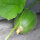 Honeydew Melon Minnesota Midget (Cucumis melo) seeds