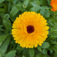 Orange Flower Bouquet