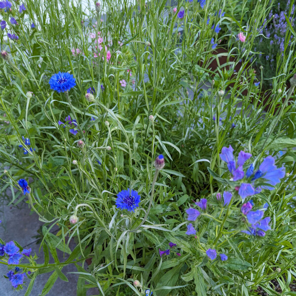 Blue Flower Bouquet