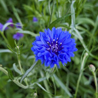 Blue Flower Bouquet