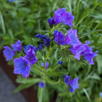 Blue Flower Bouquet