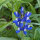 Blue Flower Bouquet