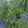 Flower Bouquet in Blue