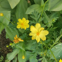 Yellow Flower Bouquet