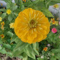 Yellow Flower Bouquet