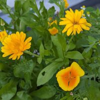 Yellow Flower Bouquet