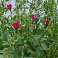 Flower Bouquet in Red