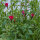 Flower Bouquet in Red