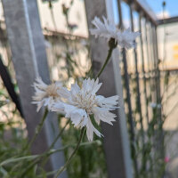 Flower Bouquet in White