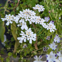 Flower Bouquet in White