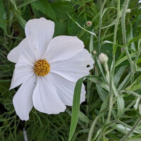 Flower Bouquet in White