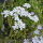 Flower Bouquet in White