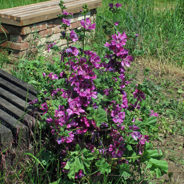 French Hollyhock / Tree Mallow (Malva sylvestris ssp.mauritiana)  seeds