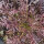 Leaf Mustard Red Frills (Brassica juncea)