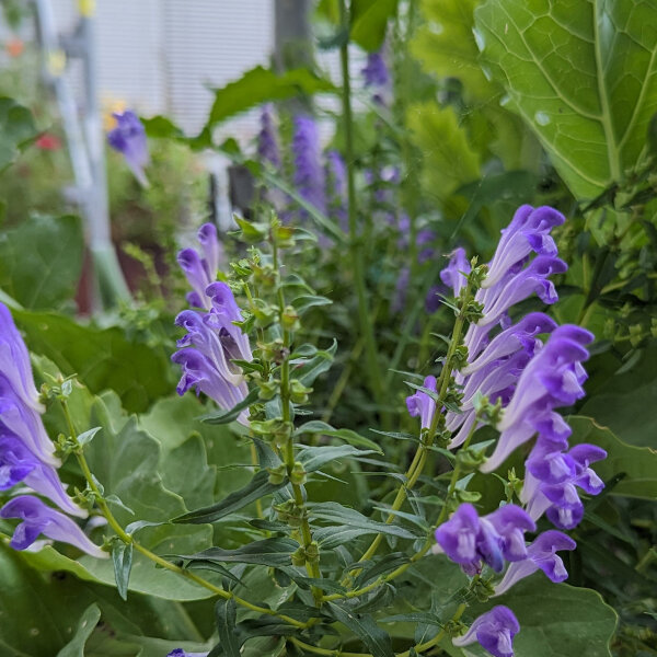 Baikal Skullcap / Chinese Skullcap (Scutellaria baicalensis) organic