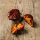 Chilli Pepper Trinidad Scorpion Chocolate (Capsicum chinense) seeds