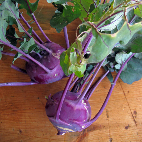 Purple Kohlrabi Blauer Delikatess (Brassica oleracea var. gongylodes) organic seeds