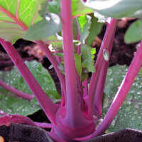 Purple Kohlrabi Blauer Delikatess (Brassica oleracea var....