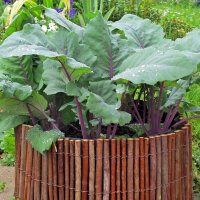 Purple Kohlrabi Blauer Delikatess (Brassica oleracea var. gongylodes) organic seeds