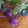 Purple Kohlrabi Blauer Delikatess (Brassica oleracea var. gongylodes) organic seeds