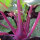 Purple Kohlrabi Blauer Delikatess (Brassica oleracea var. gongylodes) organic seeds