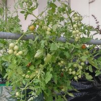 Polish Tall Cherry Tomato Pokusa (Solanum lycopersicum) organic seeds