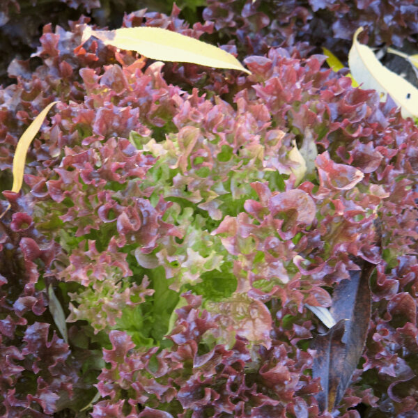 Red Coral Lettuce Lollo Rossa (Lactuca sativa var. crispa) organic seeds