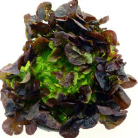 Red Coral Lettuce Lollo Rossa (Lactuca sativa var....