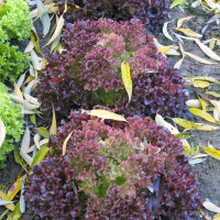 Red Coral Lettuce Lollo Rossa (Lactuca sativa var. crispa) organic seeds