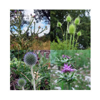 Thistles: Prickly Splendour (Organic) - Seed kit gift box