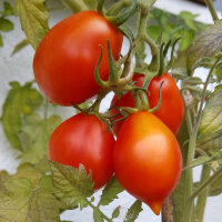 Tomato Piennolo del Vesuvio (Solanum lycopersicum) seeds