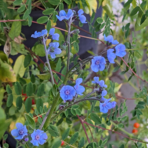 Chinese Forget Me Not (Cynoglossum amabile) seeds <ai>