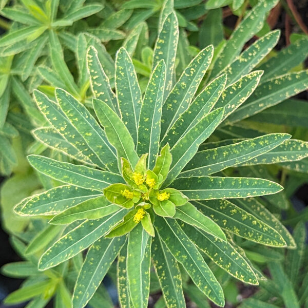 Cushion Spurge (Euphorbia epithymoides syn. polychroma)