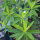 Cushion Spurge (Euphorbia epithymoides syn. polychroma)