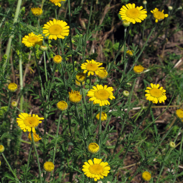 Dyers Chamomile (Anthemis tinctoria) seeds